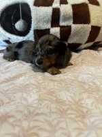 Sassy, a female Miniature Dachshund for sale in Land O Lakes, FL – 2 of 6