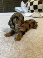 Choco, a male Miniature Dachshund for sale in Land O Lakes, FL – 4 of 8