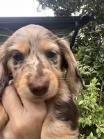Chocolate Chip, a male Miniature Dachshund for sale in Land O Lakes, FL – 2 of 6