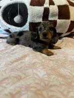 Sassy, a female Miniature Dachshund for sale in Land O Lakes, FL – 4 of 6