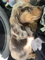 Chocolate Chip, a male Miniature Dachshund for sale in Land O Lakes, FL – 5 of 6