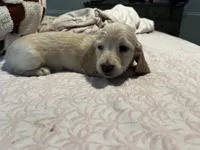 Abby, a female Miniature Dachshund for sale in Land O Lakes, FL – 4 of 5