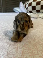 Choco, a male Miniature Dachshund for sale in Land O Lakes, FL – 5 of 8