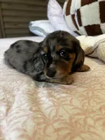 Whiskey , a male Miniature Dachshund for sale in Land O Lakes, FL – 3 of 10