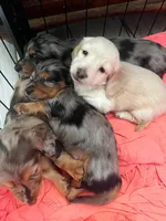 Choco, a male Miniature Dachshund for sale in Land O Lakes, FL – 8 of 8