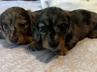 Whiskey , a male Miniature Dachshund for sale in Land O Lakes, FL – 10 of 10