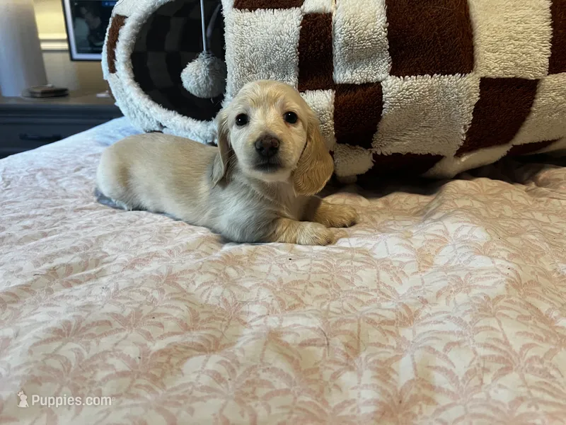 Abby – Miniature Dachshund puppy on hold in Land O Lakes, FL