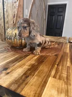 Chocolate Chip, a male Miniature Dachshund for sale in Land O Lakes, FL – 6 of 6