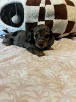 Sassy, a female Miniature Dachshund for sale in Land O Lakes, FL – 3 of 6
