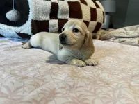 Abby, a female Miniature Dachshund for sale in Land O Lakes, FL – 3 of 5