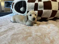 Abby, a female Miniature Dachshund for sale in Land O Lakes, FL – 5 of 5