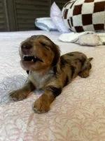 Choco, a male Miniature Dachshund for sale in Land O Lakes, FL – 3 of 8