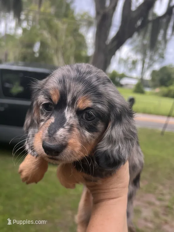 Whiskey  – Miniature Dachshund puppy for sale in Land O Lakes, FL