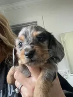 Sassy, a female Miniature Dachshund for sale in Land O Lakes, FL – 1 of 6