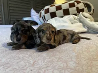 Whiskey , a male Miniature Dachshund for sale in Land O Lakes, FL – 5 of 10