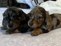 Choco, a male Miniature Dachshund for sale in Land O Lakes, FL – 2 of 8