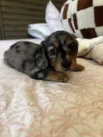 Whiskey , a male Miniature Dachshund for sale in Land O Lakes, FL – 9 of 10