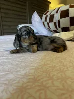Whiskey , a male Miniature Dachshund for sale in Land O Lakes, FL – 8 of 10