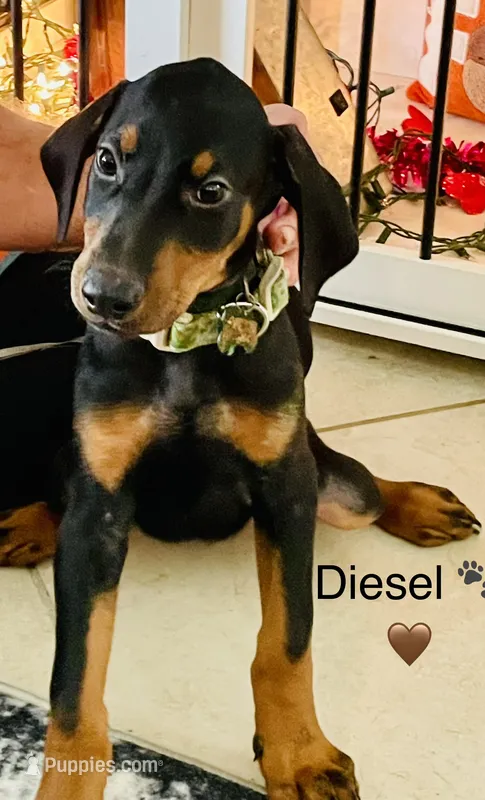 Diesel – Doberman Pinscher puppy for sale in Cape Coral, FL