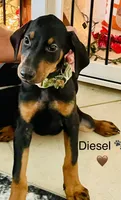 Diesel, a male Doberman Pinscher for sale in Cape Coral, FL – 1 of 10