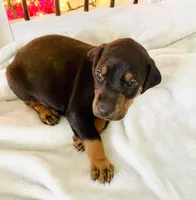 Diesel, a male Doberman Pinscher for sale in Cape Coral, FL – 9 of 10