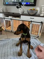 Wren, a female Doberman Pinscher for sale in Cape Coral, FL – Photo 3 of 6