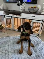 Wren, a female Doberman Pinscher for sale in Cape Coral, FL – Photo 1 of 6