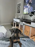 Wren, a female Doberman Pinscher for sale in Cape Coral, FL – Photo 4 of 6