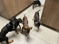 Wren, a female Doberman Pinscher for sale in Cape Coral, FL – Photo 5 of 6