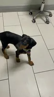 Clark, a male Doberman Pinscher for sale in Cape Coral, FL – 2 of 6