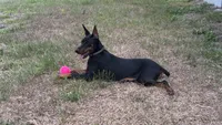 Peanut, a female Doberman Pinscher for sale in Cape Coral, FL – 3 of 4
