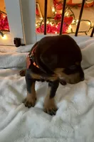 Bear, a male Doberman Pinscher for sale in Cape Coral, FL – 6 of 7