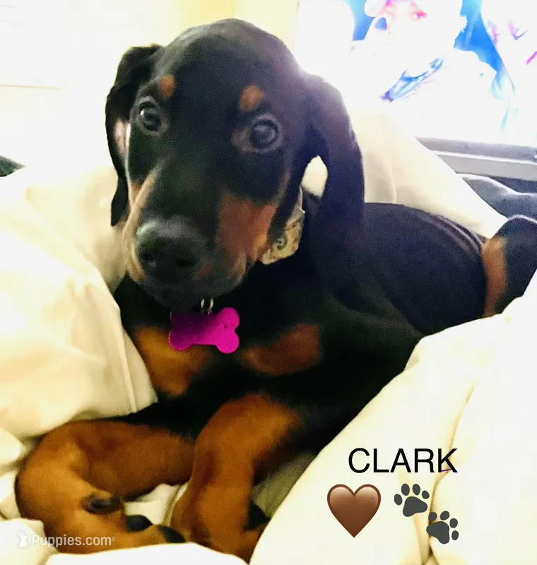 Clark – Doberman Pinscher puppy for sale in Cape Coral, FL