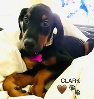 Clark, a male Doberman Pinscher for sale in Cape Coral, FL – 1 of 6