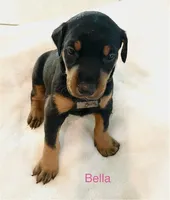 Bella, a female Doberman Pinscher for sale in Cape Coral, FL – 1 of 3
