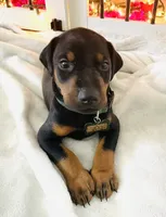 Diesel, a male Doberman Pinscher for sale in Cape Coral, FL – 3 of 10