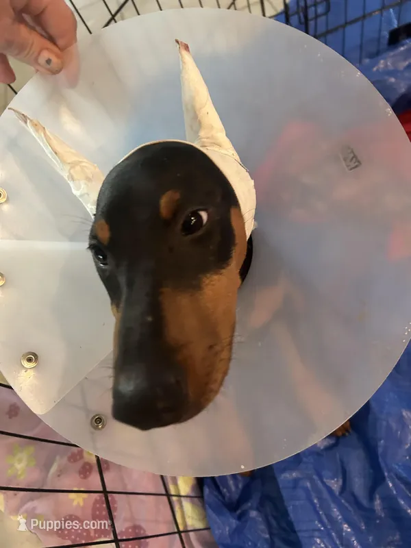 Ruby, a female Doberman Pinscher for sale in Cape Coral, FL – Photo 1 of 8