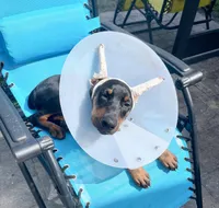 Ruby, a female Doberman Pinscher for sale in Cape Coral, FL – Photo 2 of 8