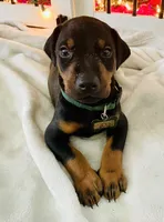 Diesel, a male Doberman Pinscher for sale in Cape Coral, FL – 10 of 10