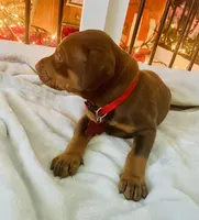 Popeye , a male Doberman Pinscher for sale in Cape Coral, FL – 5 of 8