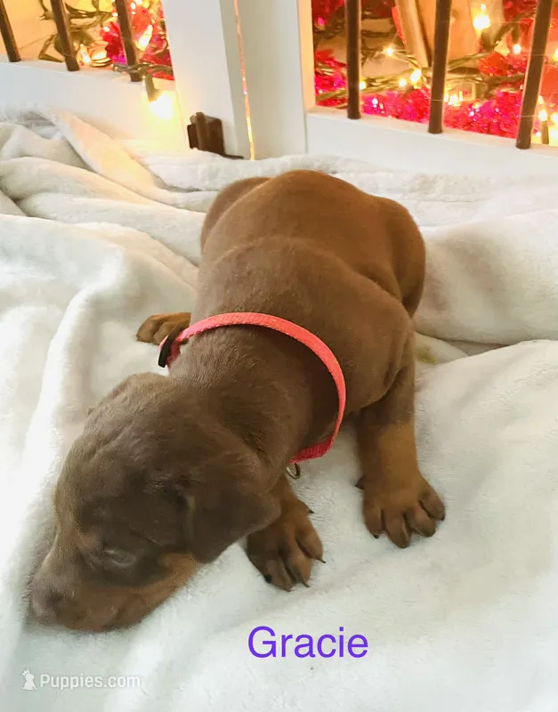 Gracie – Doberman Pinscher puppy for sale in Cape Coral, FL