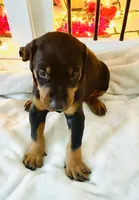 Bear, a male Doberman Pinscher for sale in Cape Coral, FL – 4 of 7