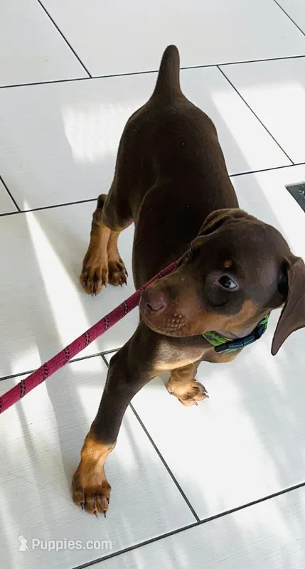 Popeye  – Doberman Pinscher puppy on hold in Cape Coral, FL