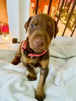 Gracie, a female Doberman Pinscher for sale in Cape Coral, FL – 7 of 7