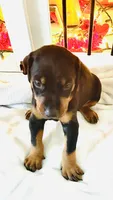 Bear, a male Doberman Pinscher for sale in Cape Coral, FL – 7 of 7