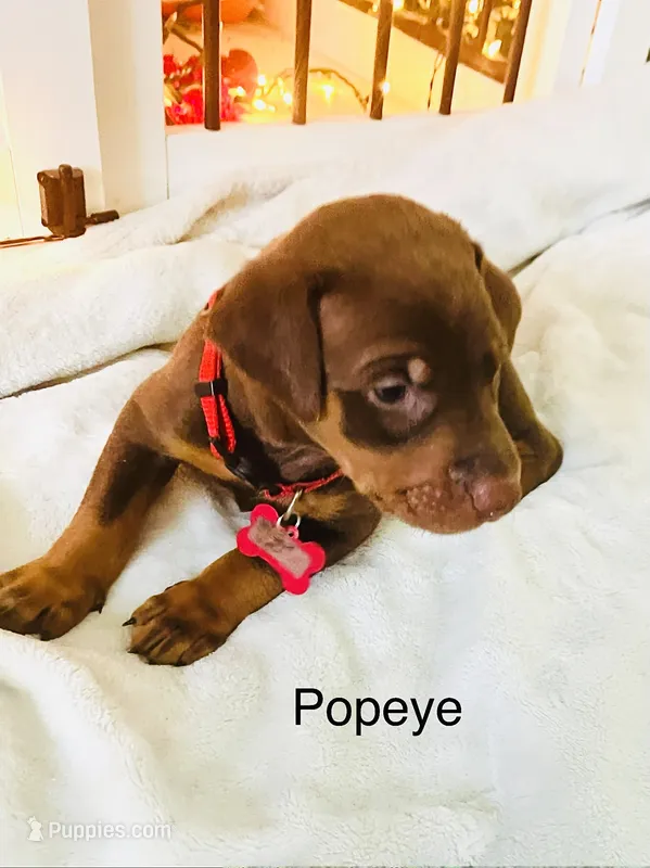 Popeye  – Doberman Pinscher puppy for sale in Cape Coral, FL