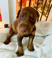 Gracie, a female Doberman Pinscher for sale in Cape Coral, FL – 6 of 7