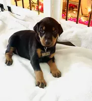 Bella, a female Doberman Pinscher for sale in Cape Coral, FL – 2 of 3