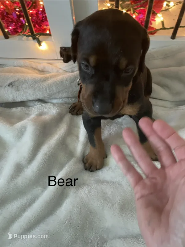 Bear – Doberman Pinscher puppy for sale in Cape Coral, FL