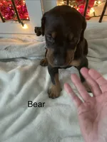 Bear, a male Doberman Pinscher for sale in Cape Coral, FL – 1 of 7